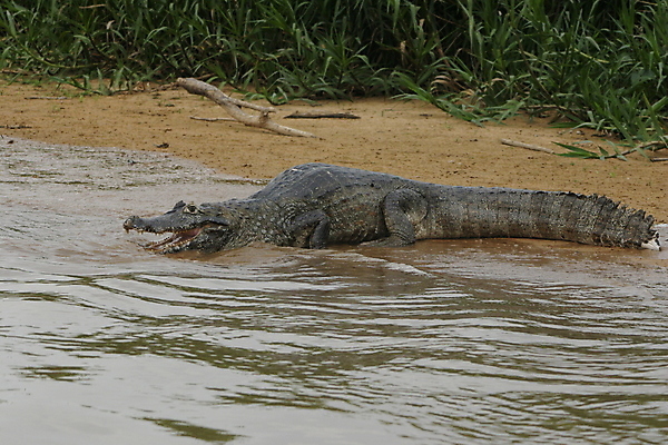 포토 JPG 해외이미지 동물 공원 야생동물 파충류 자연 사람없음 야외 물 강 미국 젖음 입 치아 습지 위험 큼 악어 브라질 남쪽 아마존 전국 브라질사람 해외포토 자연요소 공공시설 컨셉 북아메리카 신체부위 소화기관 남아메리카 크기 방향 생태계 파일형식 이미지허브