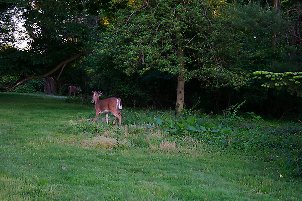 포토 JPG 해외이미지 전신 동물 응시 여자 야생동물 밭 포유류 자연 초식동물 영국 털 동물원 사랑 서기 잔디 사람없음 목재 가로 초록색 컬러풀 머리 자녀 아기 점 먹기 쌍둥이 손목시계 경계 사냥 공터 노려봄 고립 동물상 서쪽 아기사슴 암사슴 해외포토 나무 식물 시선 감정 유럽 새끼 시계 컬러 농업 재료 장신구 가족 모션 사슴 표정 사람 신체부위 조형물 암컷 방향 생태계 파일형식 이미지허브