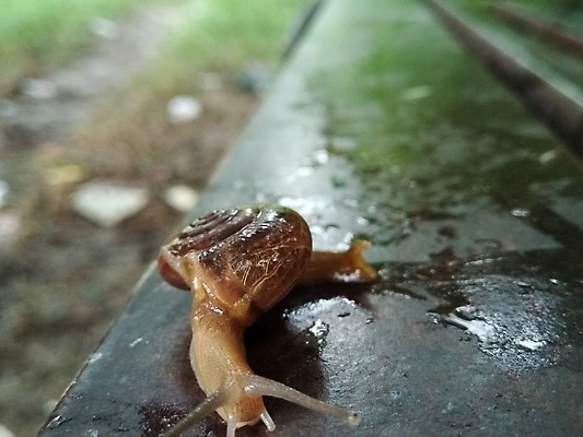 포토 JPG 해외이미지 동물 손 야생동물 음식 백그라운드 아프리카 자연 초식동물 연체동물 안테나 나선형 종류 사람 성인 사람없음 야외 초록색 반려동물 뷰티 갈색 정원 젖음 껍질 흰색 해충 큼 땅 속도 달팽이 덮기 느림 거인 내추럴 기어가기 고립 민달팽이 끈적임 해외포토 나라 컬러 무늬 통신 모션 무척추동물 신체부위 벌레 크기 생태계 파일형식 달팽이_동물 이미지허브