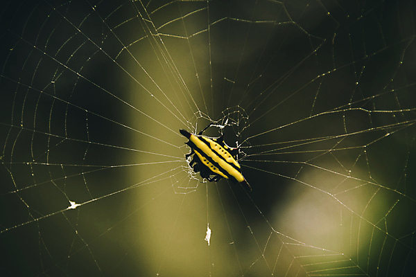 포토 JPG 해외이미지 야생동물 곤충 절지류 사람없음 야외 환경 벌레 숲 동물상 이국적 해외포토 동물 조형물 파일형식 이미지허브