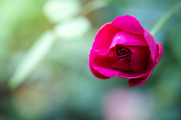 포토 JPG 해외이미지 식물 계절 꽃 분홍색 백그라운드 잎 밭 비즈니스 자연 선물 사랑 사람없음 야외 장식 빨간색 초록색 햇빛 장미 노란색 상점 봄 벚꽃 흰색 그룹 시장 허브 주기 원예 제비 해외포토 감정 컬러 농업 모션 조류 취미 태양 생태계 파일형식 이미지허브