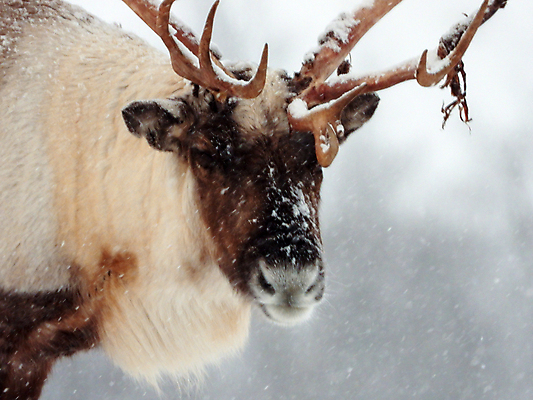 포토 JPG 해외이미지 주간 야생동물 겨울 사슴 노르웨이 사람없음 야외 해외포토 자연요소 동물 계절 유럽 포유류 파일형식 이미지허브