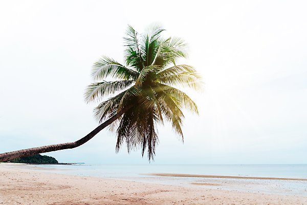 포토 JPG 해외이미지 주간 하늘 한그루 해변 사람없음 야외 여름 야자수 여름풍경 해외포토 자연요소 나무 1 계절 바다 풍경 파일형식 여름_계절 이미지허브