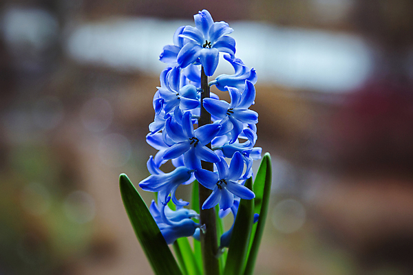 포토 JPG 해외이미지 식물 계절 공원 꽃잎 꽃 백그라운드 잎 꽃무늬 자연 사람없음 야외 초록색 컬러풀 뷰티 정원 보라색 봄 성장 벚꽃 신선 개화 닫기 허브 제비꽃 원예 내추럴 히아신스 해외포토 공공시설 컬러 무늬 모션 취미 생태계 파일형식 이미지허브