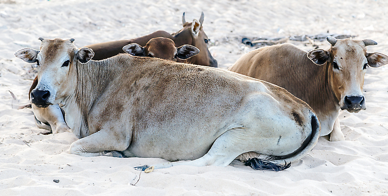 포토 JPG 해외이미지 음료 밭 농업 포유류 자연 사람없음 옆모습 초록색 물 강 농장 가축 목장 소고기 시골 소 군중 농부 방목 물주기 황소 내추럴 망아지 송아지 방목장 밭일 사바나 스리랑카 해외포토 자연요소 동물 직업 산업 아시아 새끼 뷰포인트 컬러 모션 육류 사람 말_동물 축산업 생태계 파일형식 이미지허브