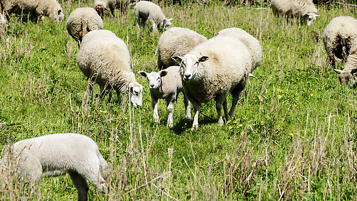 포토 JPG 해외이미지 동물 밭 농업 포유류 자연 사람없음 야외 초록색 농장 봄 흰색 양 양치기 군중 양고기 양모 밭일 해외포토 직업 계절 산업 컬러 육류 사람 직물 생태계 파일형식 이미지허브