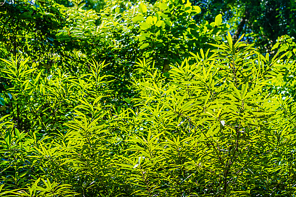 포토 JPG 해외이미지 나무 식물 계절 백그라운드 잎 패턴 자연 풍경 사람없음 야외 초록색 여름 빛 햇빛 태양 뷰티 노란색 우주 환경 맑음 봄 성장 광선 흰색 나뭇가지 신선 숲 그리너리 전경 해외포토 자연요소 컬러 무늬 날씨 생태계 파일형식 탑뷰 트랜드컬러 이미지허브