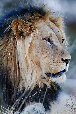 포토 JPG 해외이미지 동물 응시 남자 야생동물 여행 포유류 아프리카 자연 털 성인 사람없음 야외 옆모습 고양이 힘 사막 입 황무지 위험 사자 큼 왕 사파리 사냥 육식동물 갈기 사냥꾼 사자자리 남쪽 내추럴 남아프리카 마사이족 웅장함 전국 칼라하리 힘찬 해외포토 직업 시선 나라 뷰포인트 컨셉 사람 신체부위 반려동물 별자리 크기 방향 생태계 파일형식 이미지허브