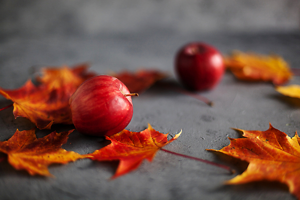 포토 JPG 해외이미지 단풍 낙엽 과일 회색배경 실내 사람없음 아웃포커스 사과 미니사과 해외포토 백그라운드 잎 촬영기법 내부 회색 파일형식 이미지허브