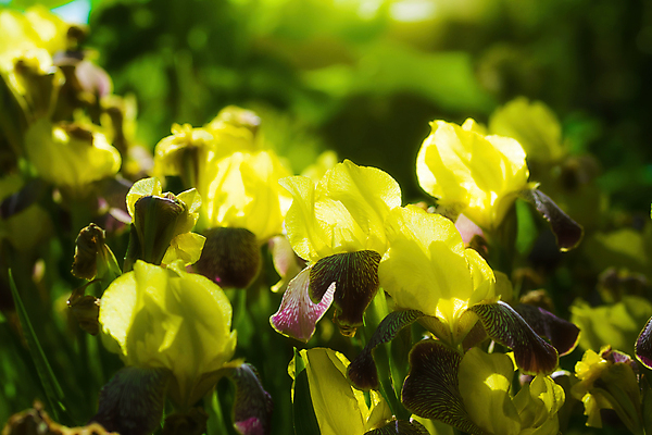 포토 JPG 해외이미지 식물 계절 꽃잎 꽃 사람없음 여름 뷰티 노란색 머리 정원 신선 화단 붓꽃 해외포토 컬러 신체부위 파일형식 이미지허브