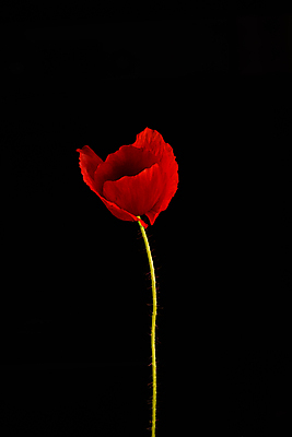 포토 JPG 해외이미지 식물 계절 꽃잎 꽃 줄기 자연 검은배경 영국 잉글랜드 사랑 사람없음 빨간색 컬러풀 뷰티 평화 사진촬영 봄 떨어짐 양귀비 추모 취급주의 카피스페이스 해외포토 감정 유럽 컬러 백그라운드 컨셉 경고 검은색 촬영 공백 생태계 파일형식 이미지허브