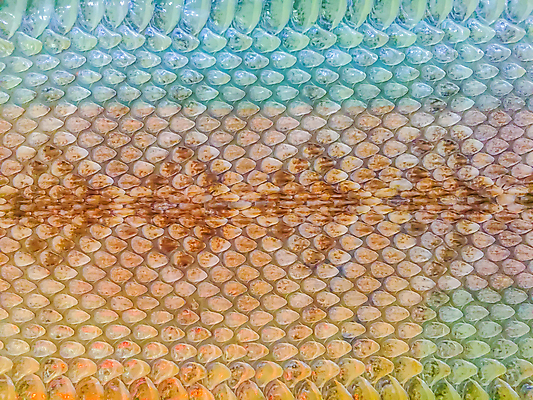 포토 JPG 해외이미지 동물 디자인 종이 야생동물 백그라운드 패턴 파충류 자연 건조 동물원 미술 사람없음 초록색 갈색 머리 유행 고통 흰색 죽음 직물 거친 뱀 가죽 사파리 피부 질감 눈금 육식동물 내추럴 그런지 울퉁불퉁 이국적 해외포토 감정 컬러 무늬 문화예술 신체부위 생태계 파일형식 이미지허브