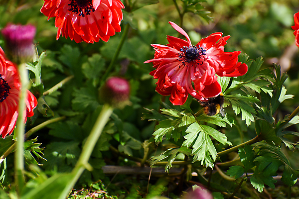 포토 JPG 해외이미지 식물 계절 공원 꽃 곤충 백그라운드 컨셉 밭 자연 사람없음 빨간색 초록색 노란색 환경 정원 봄 모임 닫기 벌레 작음 수분 묘사 생물학 꽃가루 꿀 내추럴 생태학 호박벌 생존 해외포토 동물 공공시설 교육 컬러 농업 모션 벌_곤충 크기 가루 생태계 파일형식 이미지허브