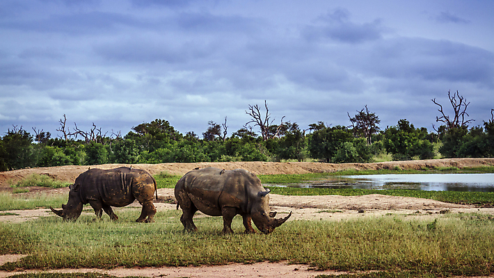 포토 JPG 해외이미지 동물 야생동물 2 포유류 아프리카 자연 파노라마 국립공원 사람없음 황무지 보호 사파리 코뿔소 서식지 남아프리카 보호구역 사바나 왕국 해외포토 멸종위기종 공원 나라 컨셉 촬영기법 생태계 구역 파일형식 이미지허브