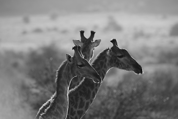 포토 JPG 해외이미지 동물 여자 남자 야생동물 여행 포유류 가족 아프리카 자연 초식동물 뿔 국립공원 종류 풍경 사람없음 그룹 원주민 군중 큼 방목 기린 목 동물상 사바나 세렝게티 탄자니아 반추동물 해외포토 공원 나라 관계 사람 신체부위 조형물 아프리카인 축산업 크기 생태계 파일형식 이미지허브