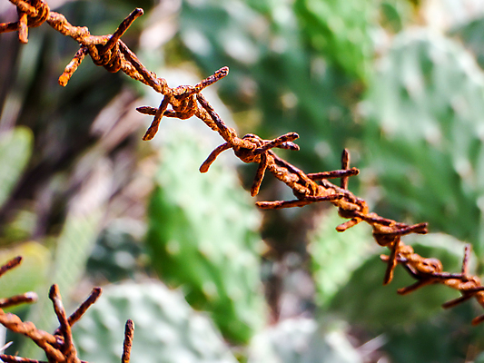 포토 JPG 해외이미지 캐릭터 실루엣 백그라운드 자연 하늘 추상 경고 사람없음 야외 가로 초록색 울타리 금속 자유 보호 위험 철 감옥 심볼 부식 전쟁 보안 날카로움 철사 지역 철조망 블러 엘리먼트 옛날 철강 해외포토 컬러 컨셉 무늬 재질 촬영기법 안전 담장 생태계 파일형식 이미지허브