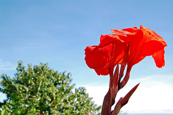 포토 JPG 해외이미지 식물 꽃 잎 자연 사람없음 해외포토 생태계 파일형식 이미지허브