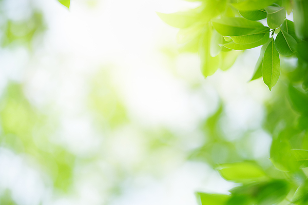 포토 JPG 해외이미지 나무 식물 계절 백그라운드 컨셉 잎 패턴 자연 벽지 추상 잔디 사람없음 초록색 여름 빛 컬러풀 햇빛 태양 뷰티 우주 환경 정원 맑음 봄 성장 신선 숲 질감 보케 부드러움 내추럴 블러 생태학 지구의날 카피스페이스 그리너리 효과 해외포토 자연요소 교육 기념일 컬러 무늬 날씨 공백 감각 생태계 파일형식 트랜드컬러 이미지허브