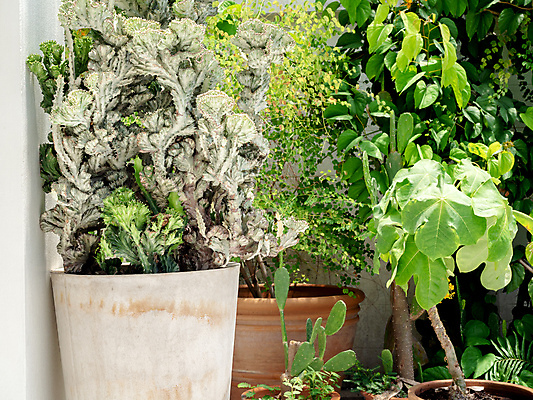 포토 JPG 해외이미지 나무 식물 디자인 공원 꽃 화초 백그라운드 잎 꽃무늬 농업 자연 선인장 주택 사람없음 야외 장식 초록색 빛 햇빛 정원 맑음 봄 수확 성장 벚꽃 흰색 냄비 큼 지역 심기 콘크리트 스타일 많음 해외포토 계절 공공시설 산업 컬러 컨셉 무늬 모션 날씨 건물 태양 솥 크기 생태계 파일형식 이미지허브