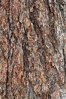 포토 JPG 해외이미지 나무 식물 디자인 공원 백그라운드 낙엽 패턴 자연 표면 사람없음 목재 갈색 회색 거친 균열 닫기 숲 피부 묘사 유기농 질감 나무껍질 내추럴 그런지 옛날 해외포토 웰빙 공공시설 컬러 잎 무늬 재료 모션 신체부위 껍질 생태계 파일형식 이미지허브