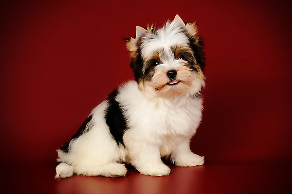 포토 JPG 해외이미지 동물 1 행복 새끼 백그라운드 새로움 털 미소 사람없음 빨간색 반려동물 귀여움 검은색 거울 흰색 개 달콤 강아지 작음 요크셔테리어 테리어 활 솜털 송곳니 기르기 비버 삼색 해외포토 감정 컬러 컨셉 포유류 표정 맛 치아 크기 돌봄 파일형식 이미지허브