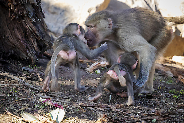 포토 JPG 해외이미지 나무 동물 무기 야생동물 장난 포유류 가족 자연 놀이 휴식 털 사람없음 야외 햇빛 갈색 머리 걷기 산책 원숭이 아기 치아 모피 꼬리 침팬지 해외포토 식물 컬러 컨셉 관계 모션 사람 신체부위 태양 소화기관 생태계 파일형식 이미지허브