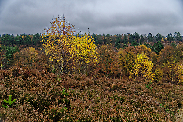 포토 JPG 해외이미지 나무 식물 영어 공원 지구 여행 잎 밭 오렌지 자연 하늘 휴가 영국 잉글랜드 사람없음 목재 초록색 파란색 갈색 환경 하이킹 시골 황금 숲 큼 땅 언덕 장면 내추럴 땅바닥 삼림지대 우수 적갈색 서식스 사우스다운스 해외포토 문자 공공시설 유럽 컬러 농업 과일 재료 레저 바닥 크기 절기 생태계 파일형식 이미지허브