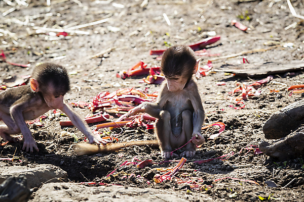 포토 JPG 해외이미지 나무 동물 응시 무기 야생동물 음식 장난 포유류 자연 놀이 휴식 털 사람없음 야외 햇빛 갈색 머리 걷기 산책 원숭이 입 치아 모피 먹기 기아 배고픔 꼬리 침팬지 수유 혼자 해외포토 식물 시선 컬러 컨셉 모션 신체부위 태양 소화기관 사회이슈 생태계 파일형식 이미지허브