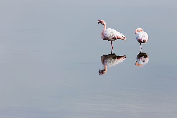 포토 JPG 해외이미지 동물 호수 야생동물 바다 분홍색 오렌지 자연 조류 사람없음 빨간색 물 강 컬러풀 머리 환경 회색 흰색 그룹 습지 큼 플라밍고 깃털 만족 생물학 부리 목 철새 석호 내추럴 동물상 이국적 해외포토 자연요소 교육 감정 컬러 과일 신체부위 조형물 크기 생태계 파일형식 이미지허브