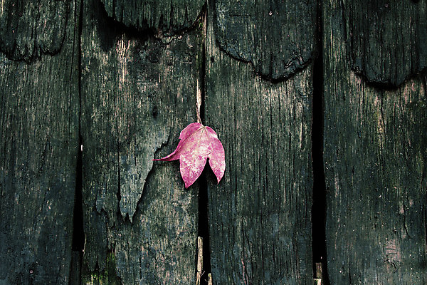 포토 JPG 해외이미지 식물 디자인 벽 분홍색 백그라운드 단풍 잎 패턴 자연 벽지 표면 날씨 추상 바닥 주택 건조 이끼 미술 사람없음 목재 빨간색 초록색 울타리 갈색 문 검은색 어둠 수확 시골 판넬 널 묘사 질감 복고 먼지 내추럴 그런지 옛날 해외포토 나무 컬러 무늬 농업 재료 문화예술 건물 담장 생태계 파일형식 이미지허브