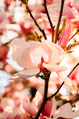 포토 JPG 해외이미지 주간 분홍색 사람없음 야외 아웃포커스 봄 목련 해외포토 자연요소 계절 꽃 컬러 촬영기법 파일형식 이미지허브