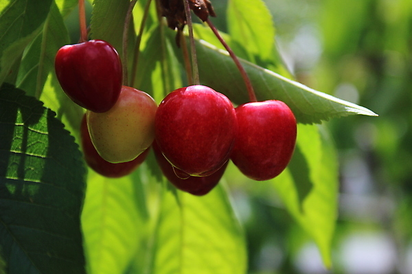 포토 JPG 해외이미지 식물 자연 사람없음 햇빛 태양 정원 맑음 시골 체리 엽서 내추럴 화창 해외포토 자연요소 과일 날씨 편지 생태계 파일형식 이미지허브