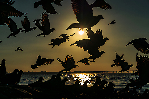 포토 JPG 해외이미지 동물 1 실루엣 종교 야생동물 포즈 백그라운드 이동 컨셉 날개 자연 조류 하늘 휴식 사랑 사람없음 야외 물 태양 반사 평화 일출 환경 희망 일몰 새벽 자유 기도 오픈 심볼 깃털 명상 사인 싱글 비둘기 엽서 반대 내추럴 고립 무료 해외포토 자연요소 감정 촬영기법 노을 편지 생태계 파일형식 이미지허브