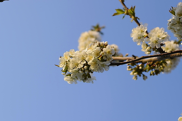 포토 JPG 해외이미지 나무 계절 꽃잎 꽃 꽃다발 백그라운드 꽃무늬 오렌지 자연 하늘 친절 새로움 사람없음 야외 머리 정원 맑음 봄 성장 벚꽃 흰색 나뭇가지 신선 개화 체리 닫기 달콤 과수원 슛 내추럴 꽃수술 해외포토 식물 컬러 컨셉 무늬 농업 과일 모션 날씨 신체부위 맛 생태계 파일형식 이미지허브