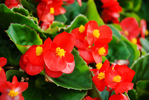 포토 JPG 해외이미지 식물 꽃잎 꽃 분홍색 백그라운드 잎 꽃무늬 침구 자연 프레임 발렌타인데이 사랑 사람없음 장식 빨간색 초록색 컬러풀 뷰티 노란색 정원 봄 벚꽃 신선 개화 원예 화단 분재 내추럴 해외포토 나무 계절 감정 컬러 무늬 데이이벤트 취미 생태계 파일형식 이미지허브