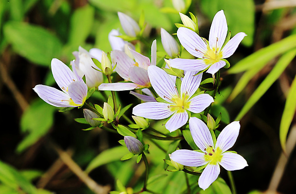 포토 JPG 해외이미지 모양 식물 전통 계절 공원 꽃잎 꽃 여행 백그라운드 꽃무늬 태국 자연 산 사람없음 야외 초록색 컬러풀 뷰티 약 귀여움 정원 보라색 봄 벚꽃 신선 숲 내추럴 고립 해외포토 공공시설 아시아 컬러 컨셉 무늬 의학 생태계 파일형식 이미지허브