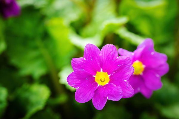 포토 JPG 해외이미지 식물 꽃잎 꽃 분홍색 꽃무늬 자연 사람없음 장식 컬러풀 정원 봄 벚꽃 개화 제비꽃 내추럴 프리뮬러 해외포토 계절 컬러 무늬 생태계 파일형식 이미지허브