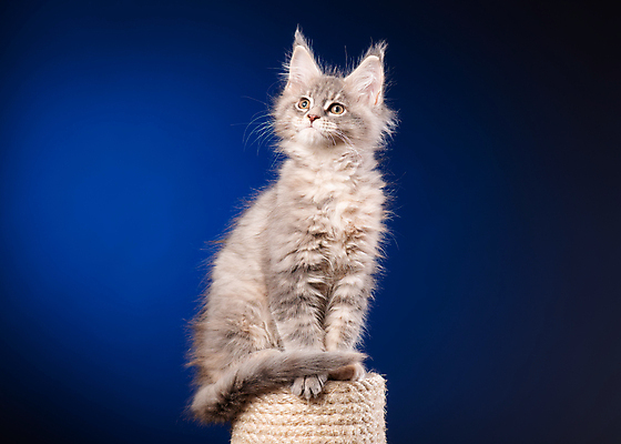 포토 JPG 해외이미지 동물 얼굴 어린이 백그라운드 포유류 자연 수염 털 건강 앉기 사람없음 파란색 반려동물 머리 고양이 회색 아기 달콤 작음 모피 꼬리 귀 부드러움 솜털 수의사 기르기 동물상 발톱 해외포토 컬러 모션 발 사람 신체부위 조형물 의사 감각 맛 크기 생태계 돌봄 파일형식 이미지허브