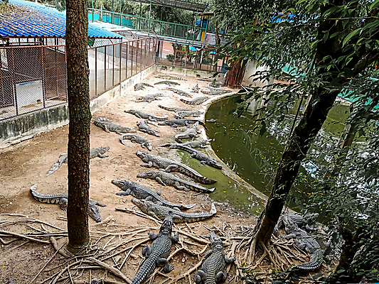 포토 JPG 해외이미지 동물 아시아 호수 야생동물 여행 백그라운드 파충류 태국 자연 휴식 동물원 사람없음 야외 물 강 농장 머리 수영 힘 흰색 연못 신선 오픈 입 황무지 호주 치아 위험 큼 가죽 배고픔 피부 육식동물 악어 힘찬 해외포토 자연요소 나라 컬러 컨셉 농업 신체부위 수상스포츠 소화기관 오세아니아 크기 생태계 파일형식 이미지허브