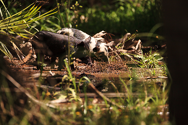 포토 JPG 해외이미지 청소년 자연 사람없음 아기 돼지 숲 뿌리기 플로리다 해외포토 포유류 모션 사람 미국 생태계 파일형식 이미지허브