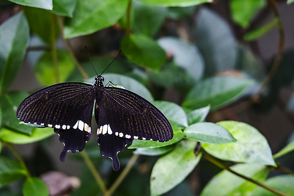포토 JPG 해외이미지 식물 동물 디자인 계절 꽃 야생동물 나비 곤충 백그라운드 꽃무늬 패턴 날개 오렌지 자연 안테나 사람없음 야외 초록색 여름 컬러풀 햇빛 뷰티 노란색 환경 정원 검은색 봄 흰색 닫기 벌레 작음 묘사 싱글 내추럴 고립 동물상 해외포토 컬러 무늬 과일 통신 모션 태양 조형물 크기 생태계 파일형식 이미지허브
