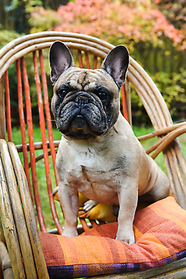 포토 JPG 해외이미지 주간 공원 새끼 의자 앉기 사람없음 야외 반려동물 개 강아지 불독 해외포토 자연요소 동물 공공시설 가구 포유류 모션 파일형식 이미지허브