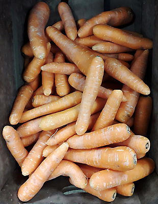 포토 JPG 해외이미지 식물 음식 백그라운드 농업 다이어트 채소 오렌지 재료 자연 새로움 건강 요리 사람없음 세로 쇼핑 쌓기 저녁식사 당근 신선 그룹 닫기 다발 굽기 유기농 원예 날것 뿌리 칼로리 흙더미 밭일 숙성 옛날 채식주의자 비건 해외포토 웰빙 산업 컨셉 과일 모션 뿌리채소 취미 식사 흙 구이 생태계 채식 파일형식 더미 이미지허브