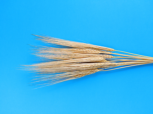 포토 JPG 해외이미지 식물 음식 줄기 백그라운드 컨셉 농업 텍스트 자연 하늘 건조 씨앗 사람없음 파란색 농작물 농장 농경지 노란색 유행 수확 성장 가을 황금 낟알 시리얼 밀 에코 유기농 레이아웃 심플 보리 스파이크 밀짚 대각선 밭일 숙성 카피스페이스 미니멀리스트 미니멀 해외포토 웰빙 계절 산업 선 컬러 곡류 환경 공백 짚 생태계 파일형식 이미지허브