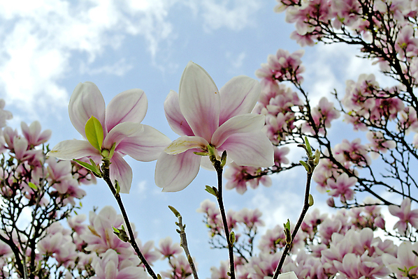 포토 JPG 해외이미지 주간 사람없음 야외 봄 목련 해외포토 자연요소 계절 꽃 파일형식 이미지허브