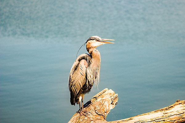 포토 JPG 해외이미지 동물 응시 공원 호수 야생동물 섬 백그라운드 날개 자연 조류 서기 사람없음 초록색 물 여름 파란색 강 컬러풀 뷰티 미국 회색 연못 습지 큼 왜가리 깃털 부리 태평양 목 계산서 고립 동물상 플로리다 해외포토 자연요소 시선 계절 공공시설 바다 컬러 북아메리카 모션 신체부위 조형물 크기 생태계 파일형식 이미지허브