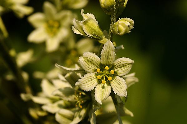 포토 JPG 해외이미지 식물 꽃잎 줄기 잎 자연 사람없음 뷰티 종 백합 양귀비 칼라꽃 그리너리 해외포토 꽃 생태계 파일형식 트랜드컬러 이미지허브