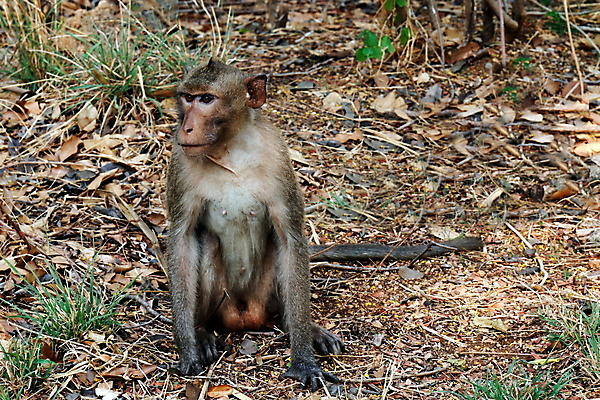 포토 JPG 해외이미지 나무 동물 아시아 문화 얼굴 야생동물 여행 포유류 아프리카 태국 자연 엄마 동양인 사람없음 초록색 갈색 분노 원숭이 표현 아기 잡기 숲 작음 호기심 다람쥐 라오스 유인원 힌두교 해외포토 식물 감정 나라 종교 컬러 컨셉 가족 모션 사람 인종 신체부위 설치류 크기 생태계 파일형식 이미지허브