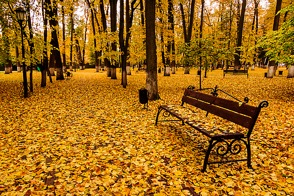 포토 JPG 해외이미지 주간 공원 단풍 낙엽 벤치 단풍나무 사람없음 야외 주황색 해외포토 자연요소 나무 공공시설 컬러 잎 의자 파일형식 이미지허브
