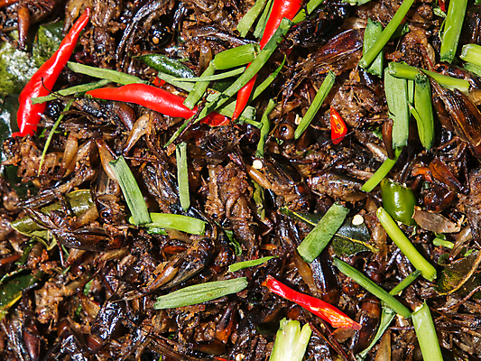 포토 JPG 해외이미지 아시아 문화 음식 곤충 백그라운드 고추 거리 건강 요리 동양인 사람없음 식사 튀김 신선 시장 맛 벌레 굽기 먹기 캄보디아 단백질 식용 해외포토 동물 나라 컨셉 채소 모션 인종 구이 영양소 파일형식 이미지허브